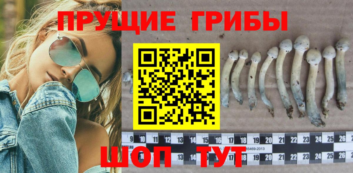 Псилоцибиновые грибы Psilocybine cubensis Уварово